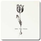 roots_galdson_200x200